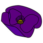 PoppyPurple