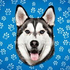 TravisHusky