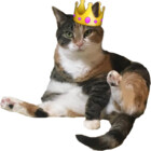 knottjodie