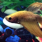 pyropinkfish