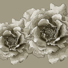 TeaRose