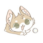 Sockcorgi