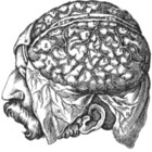 Slavebrain