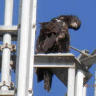 Eaglemomster