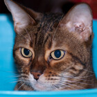 evilcat