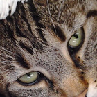 2catminimum