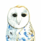 WinterOwls