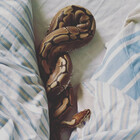 PretzelsPythons