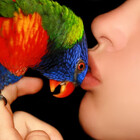 XOXanimalsXOX