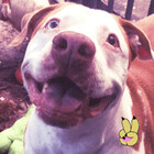 PittieFris