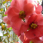 paulinephotos