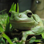 FrogGirl