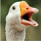 indigogaggle