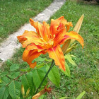 ajwiemeyer