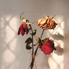 romantics