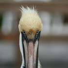 Dolf
