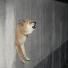 shibewrath