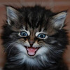 Kittyworks
