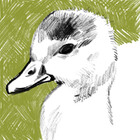 gosling