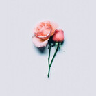 designsbyemilyrose