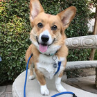thecorgistore