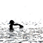 derbyshireduck