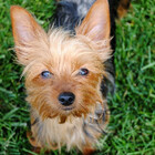 weheartdogs