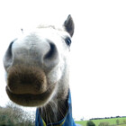 WrenBellSaTea