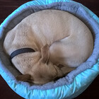 FogDog