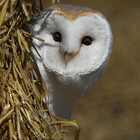 barnowlcentre