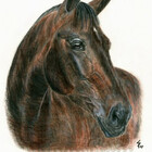 Petportraits
