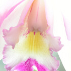 orchidcat