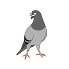 TeriyakiPigeon