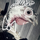 hubter-finch