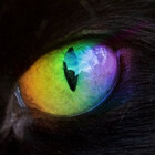 WonderPuss