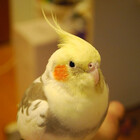 CockatielSci