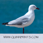 quinnprints
