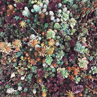 azaleas