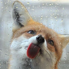 Fluffyfoxtail