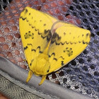 nanonaturalist