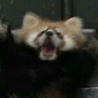 ryewinks