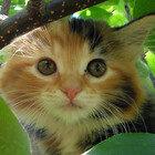 Annafur