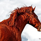 GrayHorseDesign