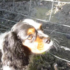 DaisyCav