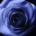 christeablue