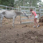 SaveAHorseAust