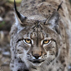 LaughingLynx
