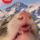 Just2ferrets