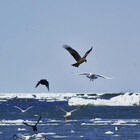 SeaSaltWaves