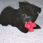 CheekyPuppy